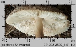 Chlorophyllum brunneum (czubajnik ogrodowy)