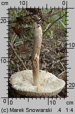 Chlorophyllum brunneum (czubajnik ogrodowy)