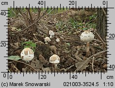 Chlorophyllum brunneum (czubajnik ogrodowy)