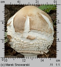 Chlorophyllum brunneum (czubajnik ogrodowy)