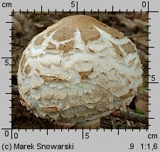 Chlorophyllum brunneum (czubajnik ogrodowy)