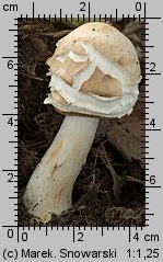 Chlorophyllum brunneum (czubajnik ogrodowy)