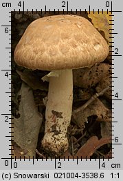 Agaricus fuscofibrillosus