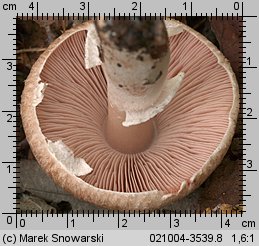 Agaricus fuscofibrillosus