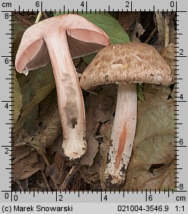 Agaricus fuscofibrillosus