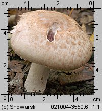 Agaricus fuscofibrillosus