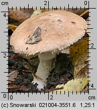 Agaricus fuscofibrillosus