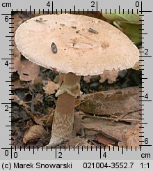 Agaricus fuscofibrillosus