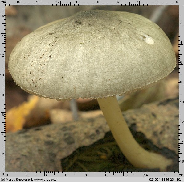 Pluteus salicinus (drobnołuszczak zielonawoszary)