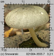 Pluteus salicinus (drobnołuszczak zielonawoszary)