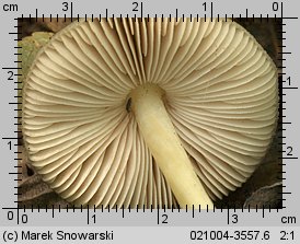 Pluteus salicinus (drobnołuszczak zielonawoszary)