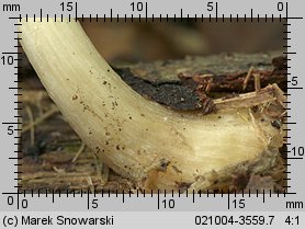 Pluteus salicinus (drobnołuszczak zielonawoszary)