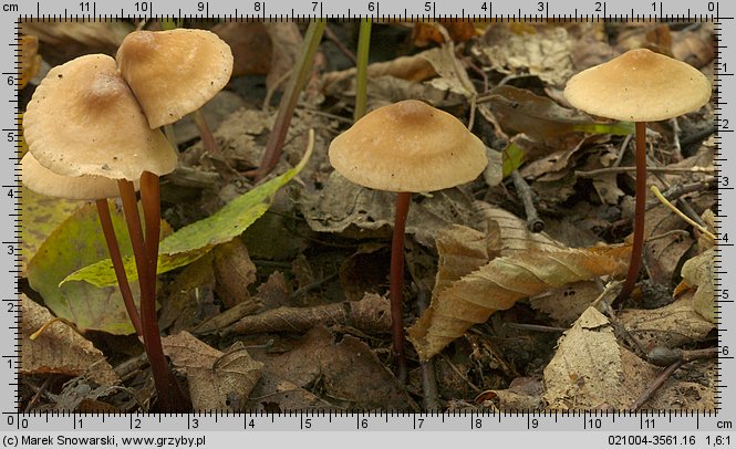 Marasmius cohaerens (twardzioszek ciemnotrzonowy)