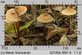 Marasmius cohaerens (twardzioszek ciemnotrzonowy)