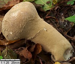 Lycoperdon excipuliforme (czasznica workowata)