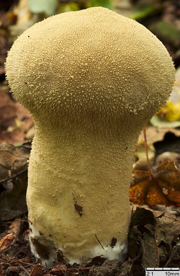 Lycoperdon excipuliforme (czasznica workowata)