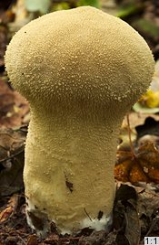 Lycoperdon excipuliforme (czasznica workowata)