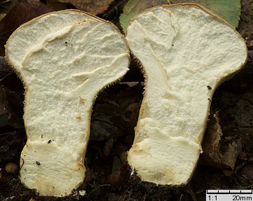 Lycoperdon excipuliforme (czasznica workowata)