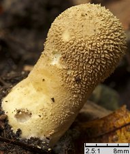 Lycoperdon excipuliforme (czasznica workowata)