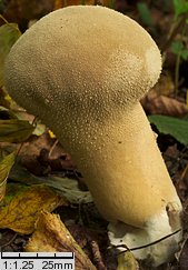 Lycoperdon excipuliforme (czasznica workowata)