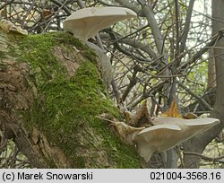 Pleurotus dryinus (boczniak białożółty)