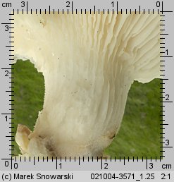 Pleurotus dryinus (boczniak białożółty)