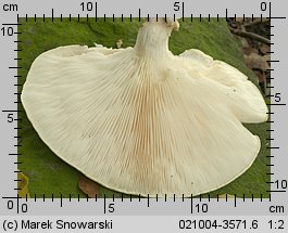 Pleurotus dryinus (boczniak białożółty)