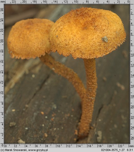 Pholiota tuberculosa (łuskwiak gruzełkowany)