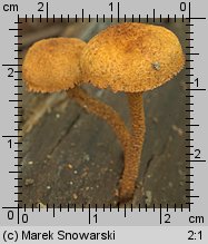 Pholiota tuberculosa (łuskwiak gruzełkowany)