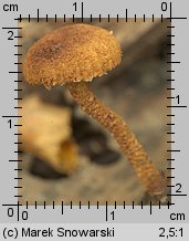 Pholiota tuberculosa (łuskwiak gruzełkowany)