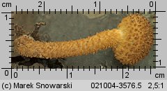 Pholiota tuberculosa (łuskwiak gruzełkowany)