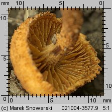 Pholiota tuberculosa (łuskwiak gruzełkowany)