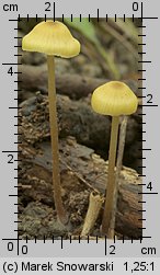 Entoloma pleopodium (dzwonkówka cytrynowa)