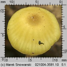 Entoloma pleopodium (dzwonkówka cytrynowa)