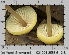 Entoloma pleopodium (dzwonkówka cytrynowa)