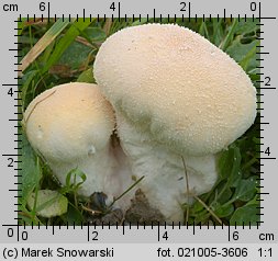 Lycoperdon pratense (purchaweczka spłaszczona)