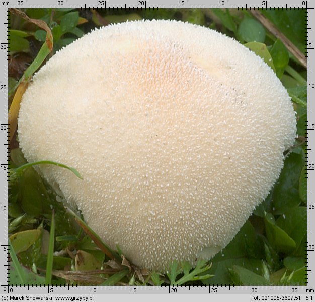 Lycoperdon pratense (purchaweczka spłaszczona)