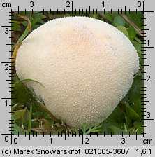 Lycoperdon pratense (purchaweczka spłaszczona)