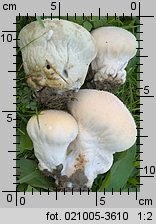 Lycoperdon pratense (purchaweczka spłaszczona)