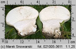 Lycoperdon pratense (purchaweczka spłaszczona)