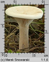 Infundibulicybe geotropa (lejkówka okazała)