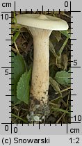 Infundibulicybe geotropa (lejkówka okazała)