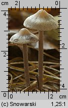 Tephrocybe rancida (popielatek mącznorzodkwiowy)