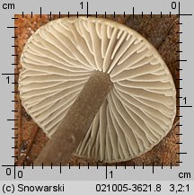 Tephrocybe rancida (popielatek mącznorzodkwiowy)