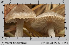 Tephrocybe rancida (popielatek mącznorzodkwiowy)