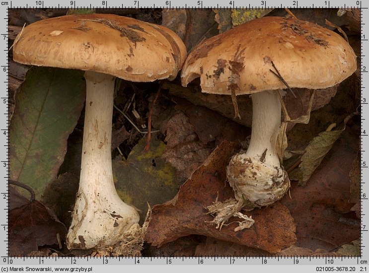 Leucocortinarius bulbiger (białozasłonak bulwiasty)