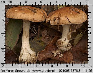 Leucocortinarius bulbiger (białozasłonak bulwiasty)