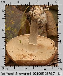 Leucocortinarius bulbiger (białozasłonak bulwiasty)