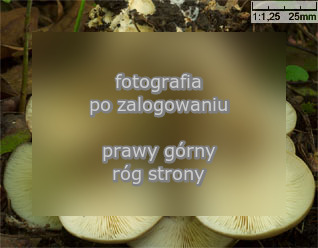 Lyophyllum fumosum (kÄ™pkowiec ciemnoszary)