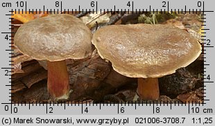 Xerocomellus chrysenteron (suchogrzybek złotopory)